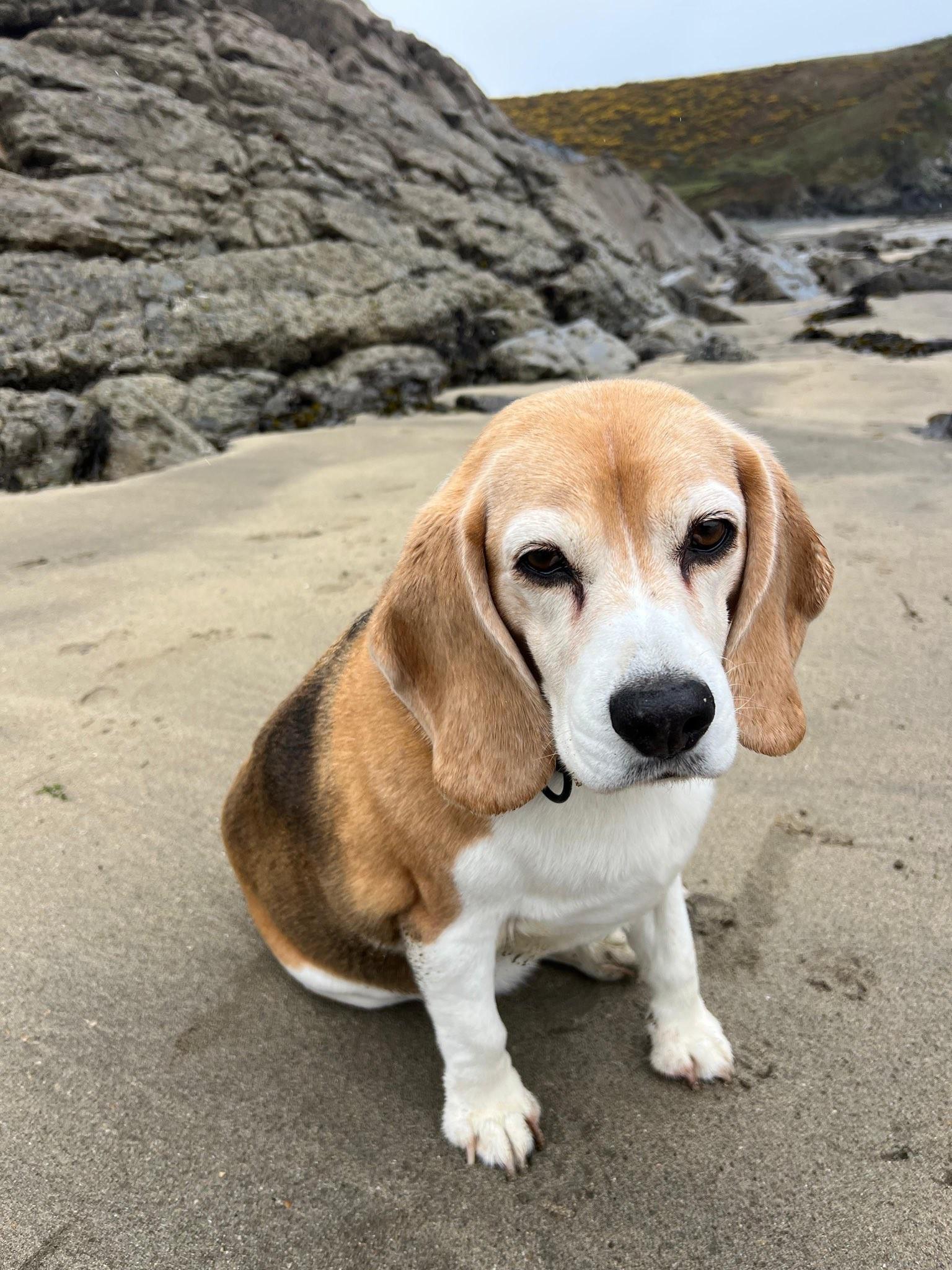 狗狗丢失，阿森纳旧将拉姆塞在社媒发布悬赏令寻找爱犬