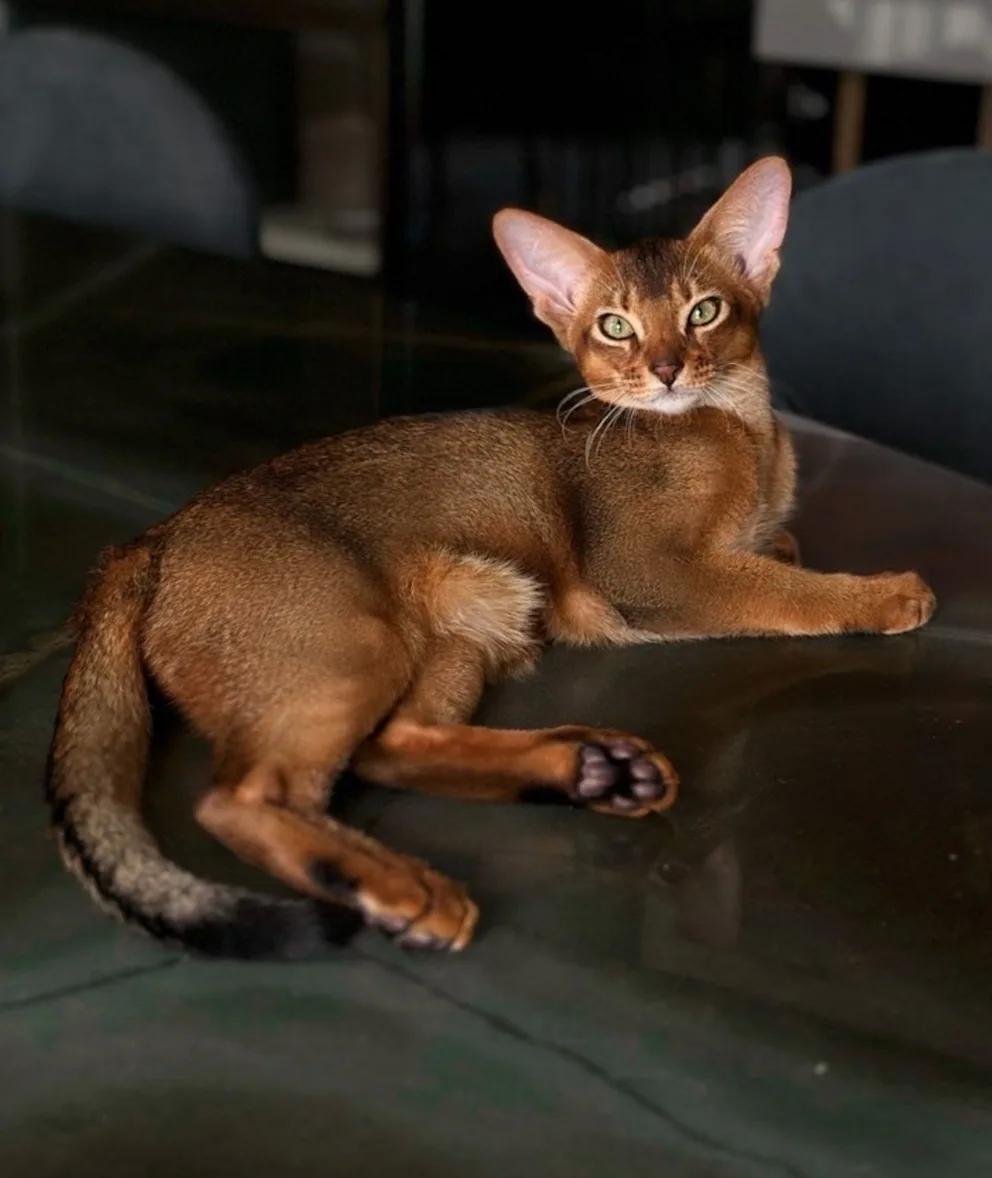 爱猫被车撞伤，巴舒亚伊发帖寻求一只健康的猫为他的猫献血