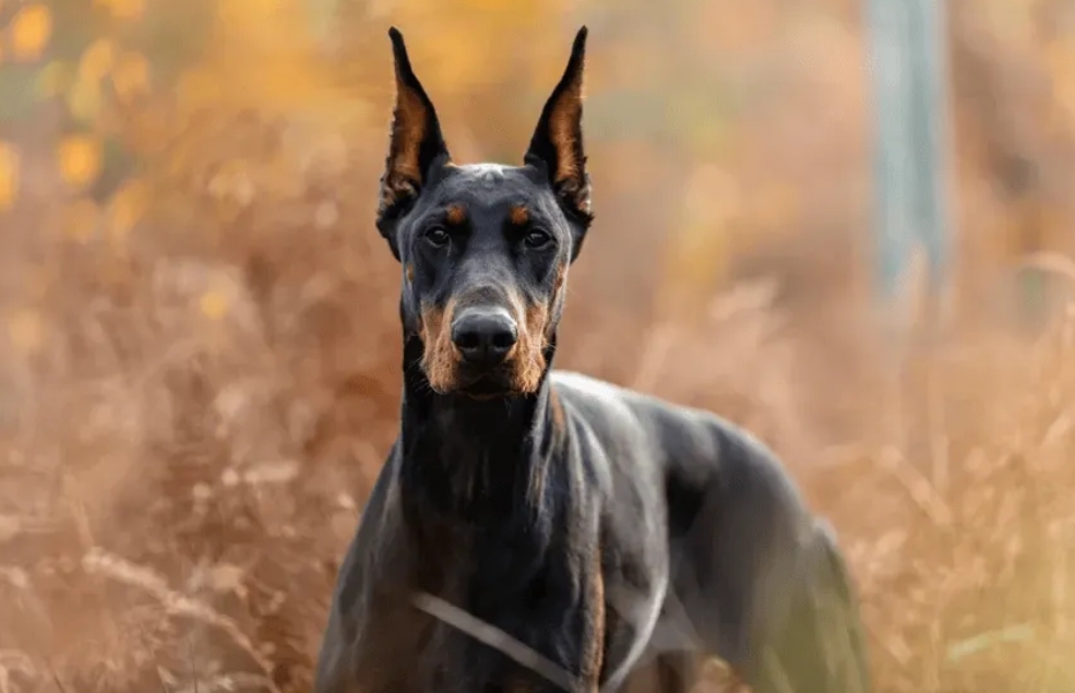 太阳报独家：伊萨克被多方死亡威胁 花3万英镑买了只护卫犬