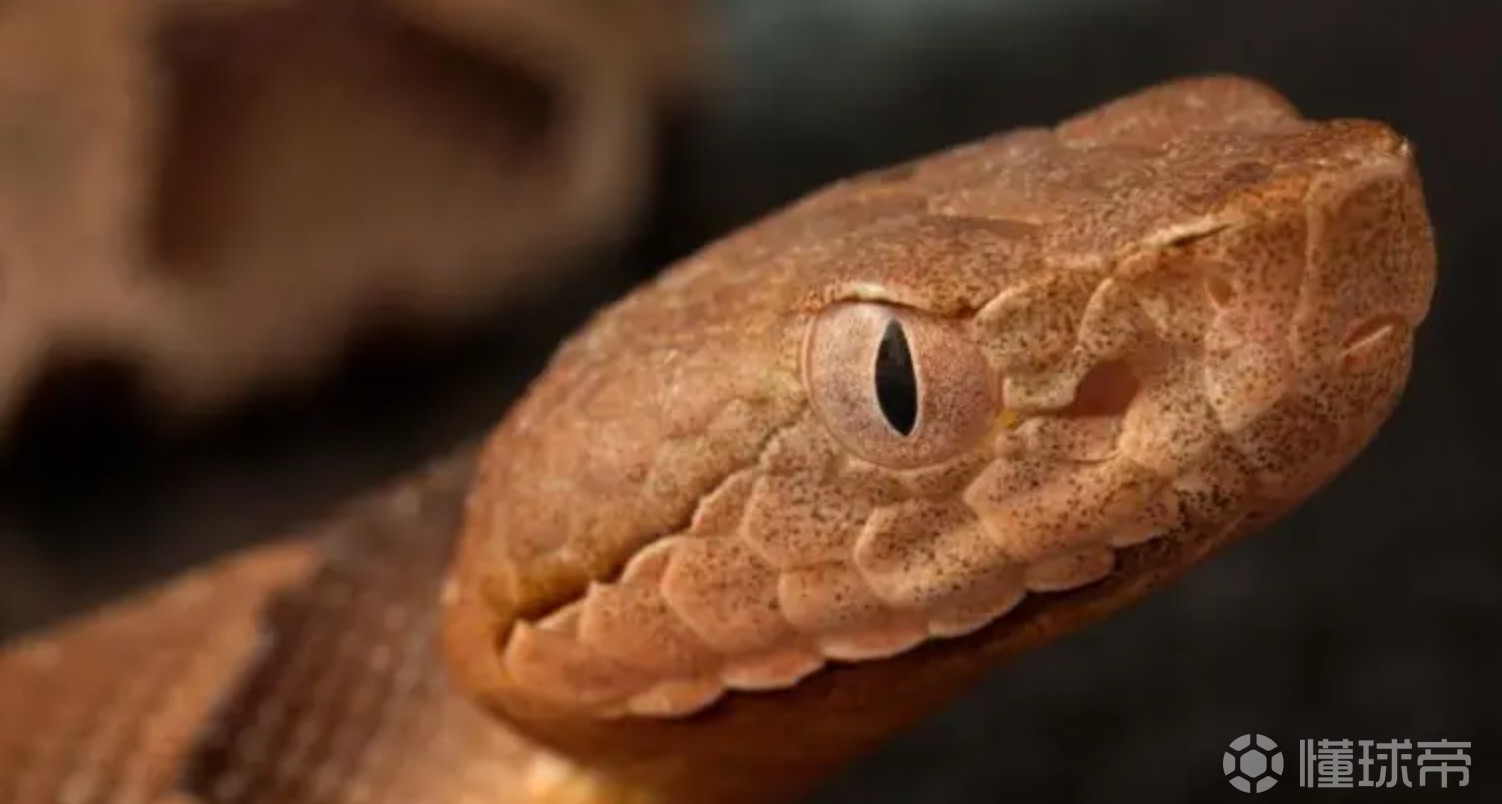 基米希：德国队训练基地内出现毒蛇，球员担心被咬伤