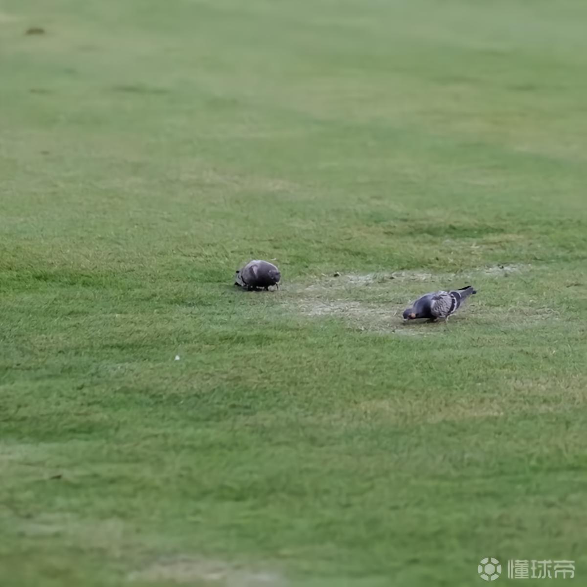 阿斯：高温毁草皮，西班牙各级联赛多个球场受影响